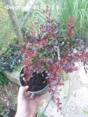 Берберис тунберги, снимка 7 - Разсади - 43662502