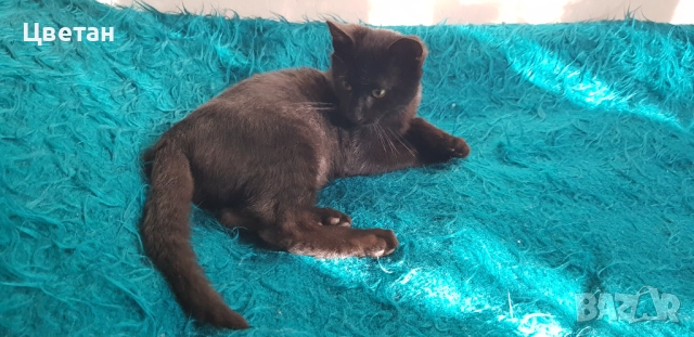 Коте, котка мъжка, снимка 3 - Други - 51740484