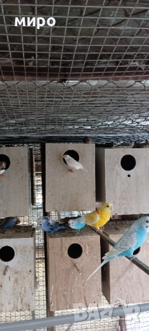 Зеброви Амадини !, снимка 4 - Амадини - 51553461