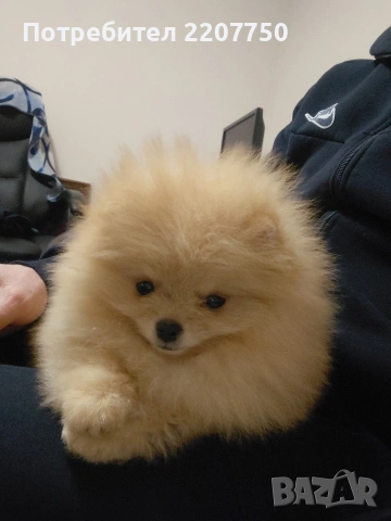 продавам померан , снимка 2 - Померан - 53478273