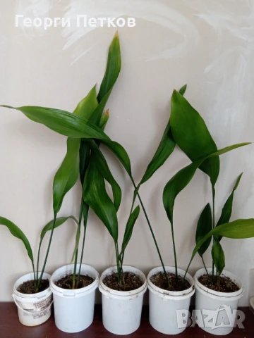 Семейно щастие (Аспидистра) с височина 50-70см.