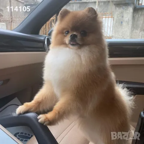 Померан мъжки, снимка 10 - Померан - 49418362