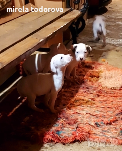 Дого Аржентино , снимка 14 - Дого аржентино - 52413341