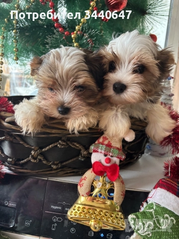 Мъжко йорки, снимка 5 - Йоркширски териер - 52553604