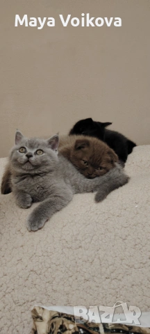 Прекрасни британчета, снимка 11 - Британска късокосместа - 52978517