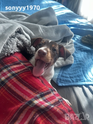 ПРОДАВАМЕ ДЖАК РЪСЕЛ ЖЕНСКО 2710251941, снимка 12 - Джак ръсел териер - 52202849