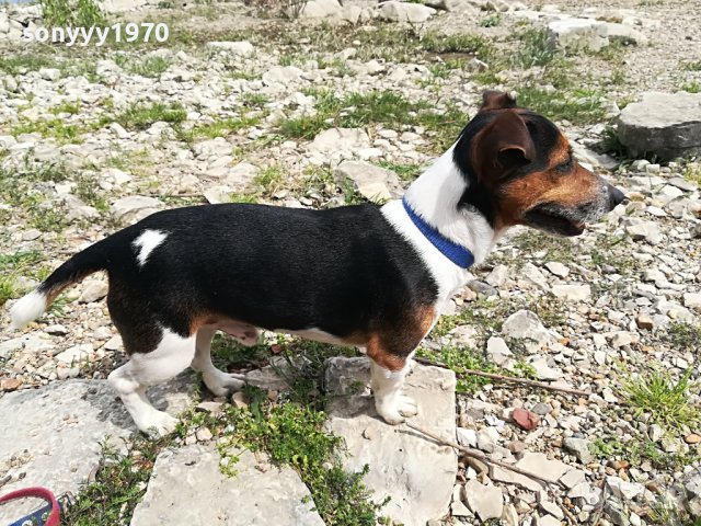 джакове-видин 1505221539, снимка 8 - Джак ръсел териер - 36767185