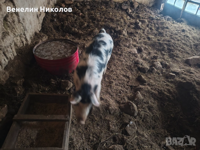 Прасета, снимка 7 - Прасета - 53480787