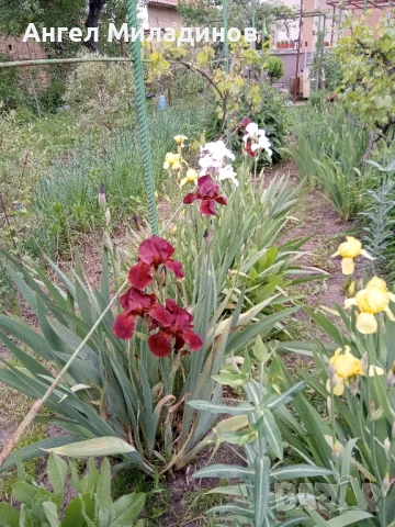 Перуника,ирис, снимка 11 - Градински цветя и растения - 24767505