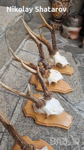 Трофей. Съръндак , снимка 9 - Декорация за дома - 53440688