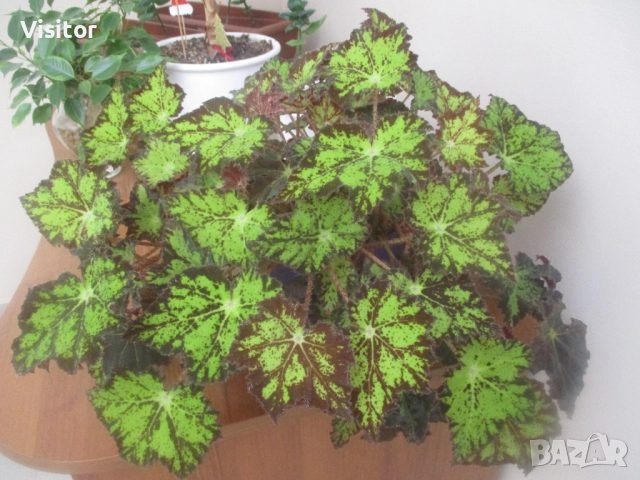 фотоапарат Canon IXUS 185   20 МРх, снимка 17 - Фотоапарати - 52721730