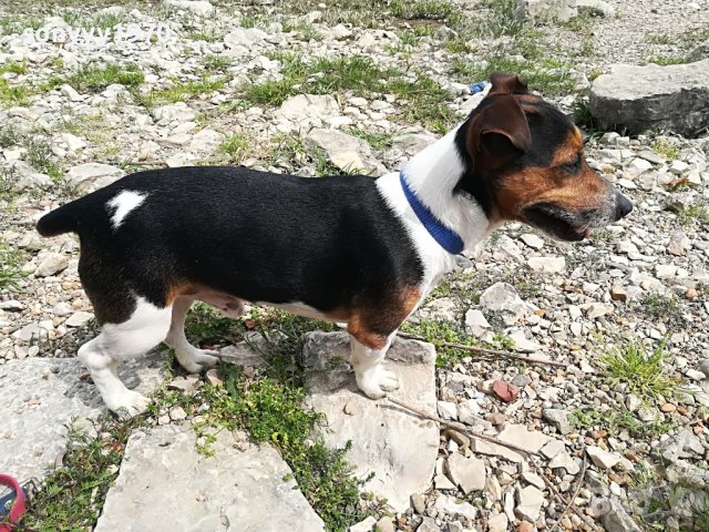 джакове-видин 1505221539, снимка 6 - Джак ръсел териер - 36767185