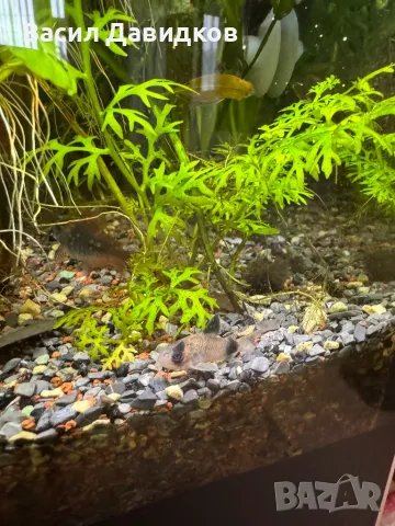 Плати микс , снимка 6 - Рибки - 48361872