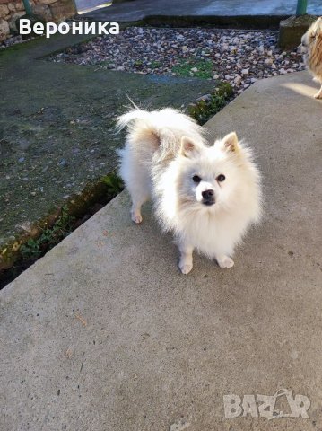 Мъжки мини Шпиц за Разплод 4кг, снимка 3 - Шпиц - 35568480