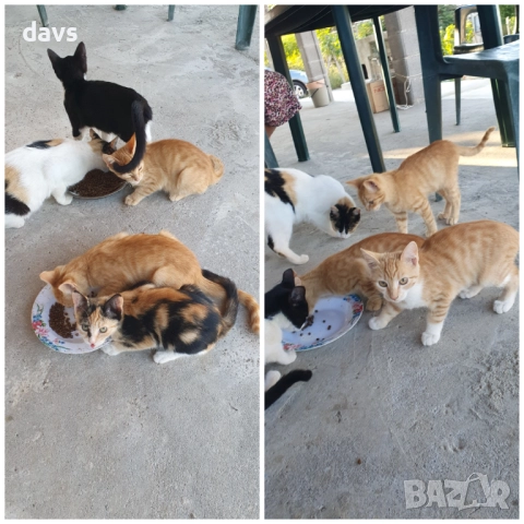 Малки котета – различни шарки, снимка 9 - Други - 51972893