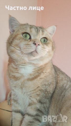 Британец златна чинчила за разплод , снимка 4 - Чинчили - 38819551