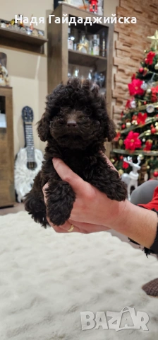 Мини Пудел! 