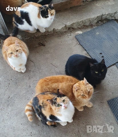 Черна котка на 6 месеца търси дом, снимка 18 - Други - 53116657