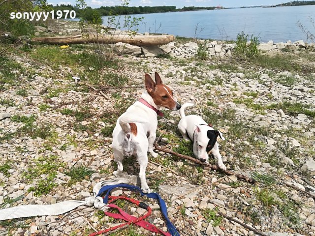 джакове-видин 1505221539, снимка 5 - Джак ръсел териер - 36767185