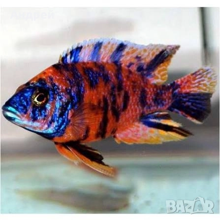 Аулонокара ОБ, снимка 4 - Рибки - 52747715