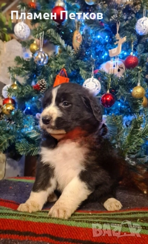 Българско овчарско куче , снимка 7 - Каракачанска овчарка - 52714244