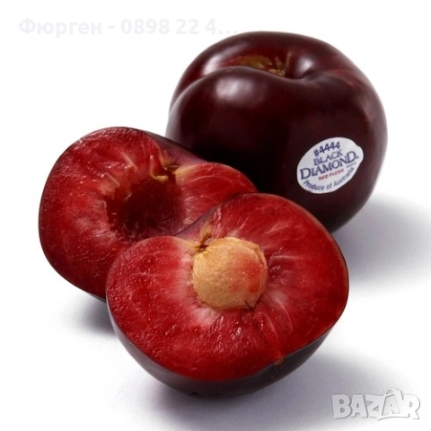 Слива - Налични 4 сорта Анджелино ,Черен диамант (Блек Даймънд) , Черен Сплендор - BLACK SPLENDOR и , снимка 9 - Разсади - 51852300