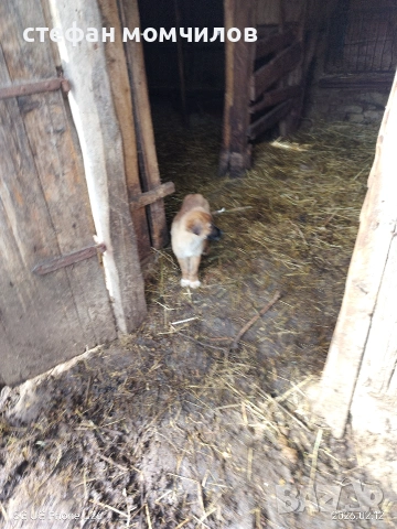 подарявам , снимка 10 - Други - 52387377