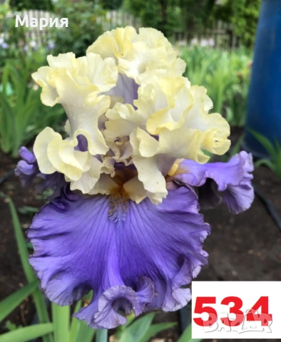 Сортови вискоки ириси /брадати ириси, снимка 14 - Сортови семена и луковици - 46410730