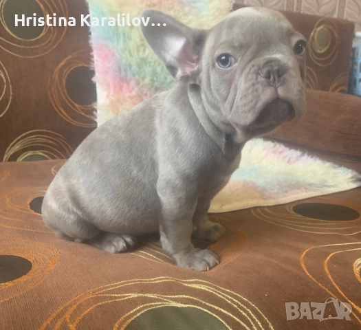 Френски булдочета