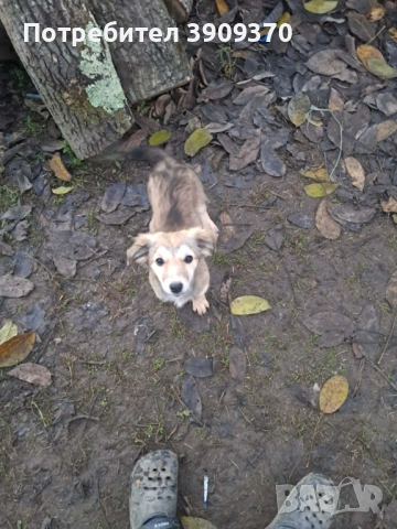 Подаряват се три принцеси, снимка 2 - Други - 52689762