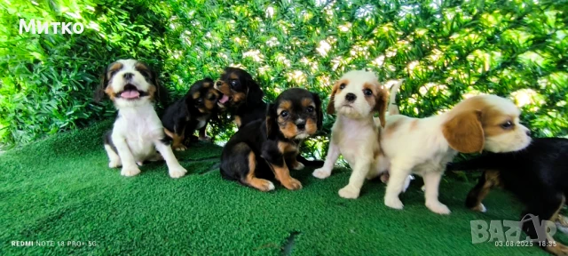 Кавалер Кинг Чарлз шпаньол , снимка 7 - Кавалер кинг чарлз шпаньол - 51169749