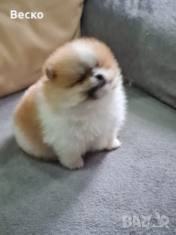 Померан мини мъжко , снимка 2 - Померан - 53321775