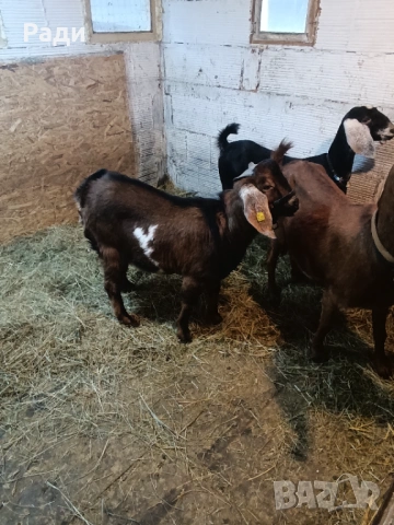 Продавам породисто пръчле и млада коза 