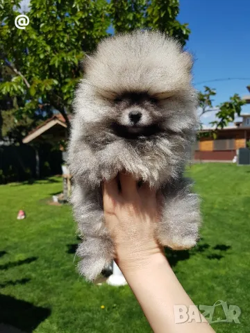 Померан померани снимки от днес 21.04.2025г Гр. София, снимка 1