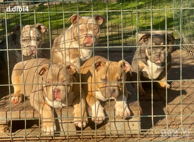 Американско Покет були, снимка 5 - Други - 48992661