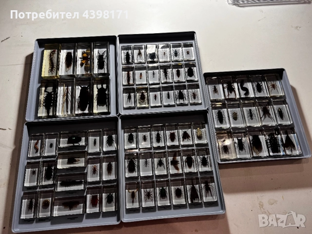 Колекция Истински буболечки, снимка 2 - Колекции - 52425118