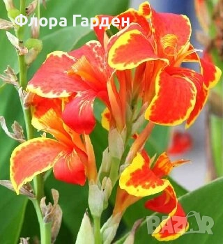 КАННА, КАЛА - Грудки/ ПРЕДВАРИТЕЛНИ поръчки, снимка 8 - Сортови семена и луковици - 49236562