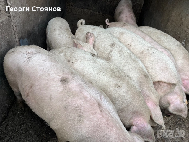 Свободни!! Домашни Прасета, снимка 4 - Прасета - 52895180