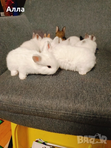 Голландско джуджета , снимка 4 - Декоративни зайчета - 53435254