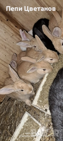 ЗАЙЦИ, снимка 2 - Други животни - 52926089