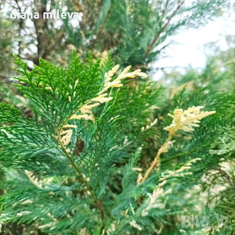 Кипарис Лейланди вариегатно, (Cupressocyparis leylandii 'Variegata'), снимка 10 - Градински цветя и растения - 43302260