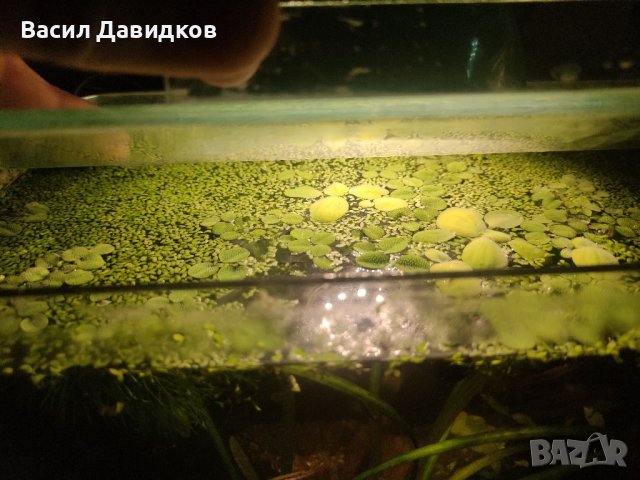 Растения за аквариум и езеро , имам излишни стартирани аквариуми., снимка 11 - Други - 40840532
