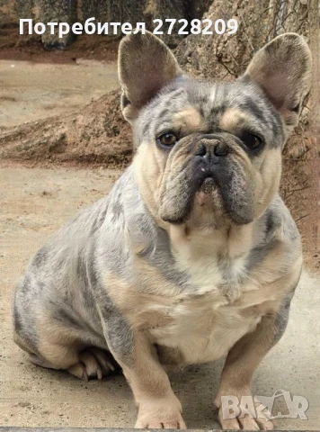 Френски Булдог/ French Bulldog, снимка 2 - Френски булдог - 51410450