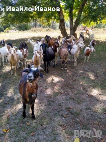 Продавам кози 10 броя, снимка 2 - Кози - 52027670