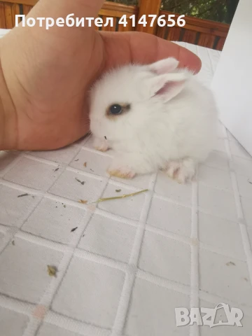 Декоративни мини зайчета, снимка 4 - Декоративни зайчета - 46431929