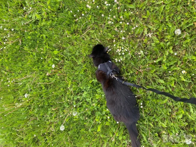 Нагръдник с повод за куче. Розов, син, черен, червен нагръдник. Нагръдници с поводи за кучета. , снимка 18 - За кучета - 28581584