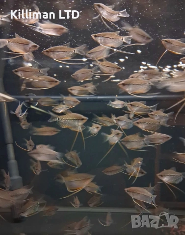 Трихогастер леери