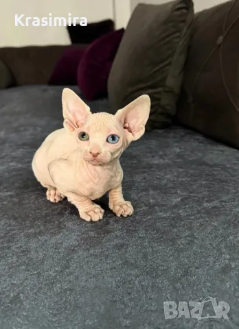 Канадски сфинкс, снимка 2 - Сфинксове - 49236783