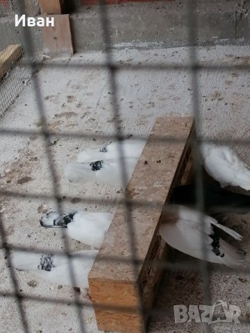 Закъртени Гълъби ., снимка 8 - Гълъби - 25111559