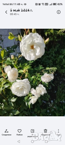 Продавам резници от различни видове рози., снимка 3 - Стайни растения - 52050658